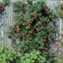 Honeysuckle – Major Wheeler – #2 Container